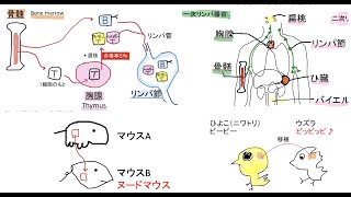 【生物基礎30】免疫⑥胸腺骨髄リンパ節脾臓