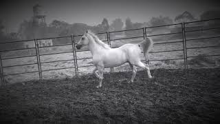 Famous Champion single foot Gaited Stallion Tank Son of Adam of Majhuke blood line