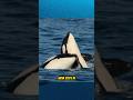 Orca mom helps her son out            #shorts