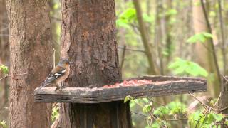 Chaffinch in Bradley Woods