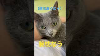 パパに腕枕されて甘える猫（ロシアンブルー）