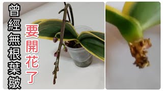 無根,葉皺蘭花，這樣救治，要開花啦22/4/2023