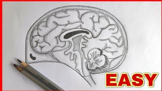 Easy - Human brain diagram drawing class 10
