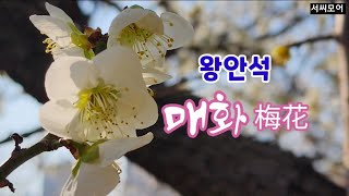 매화(梅花) /왕안석, 영상•낭독 /서은숙