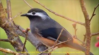 白耳畫眉 Malacias auricularis, Tengjhih National Forest Recreation Area, Kaohsiung, Taiwan. 2016