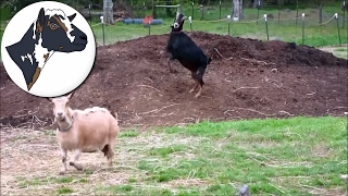 Super Excited Goat