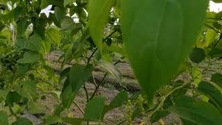 印加果養生園 屏東里港信國社區 可以Google找到我們喔