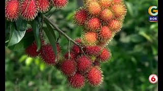 Los beneficios del rambután o mamón chino