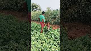 రైతు కష్టం 🌾🌾🙏🙏 #shorts #farming #farmer Mari farmer blogs రైతులకు సపోర్ట్ చేద్దాం😭🙏😭🙏😭