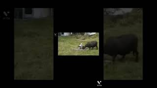 염소를 동네북으로 생각한 개선생의 실수. Dog vs Goat.