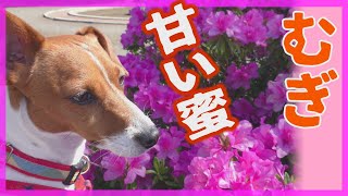 【わんこ】5月の公園で満開のつつじがおいしかったジャックラッセルテリアのむぎの巻【犬動画】