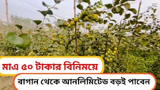 নরসিংদী. রায়পুরা. চান্দের কান্দি. বরই বাগান আনলিমিটেড বড়ই খেতে পাবেন মাত্র ৫০ টাকার বিনিময়।.