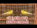 CHIA SẼ CÁCH CHĂM CHIM CHUYỀN NHANH ĐẤU NHANH TRÔ FULL NHẤT @canmientay