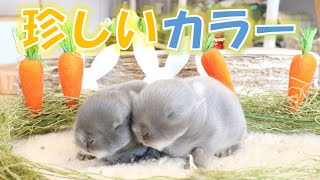 珍しいカラーのうさぎさんが生まれました～