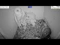 Must watch the dramatic ending.Wild pigeon lays egg in active barn owl next to 7barn owl nestlings