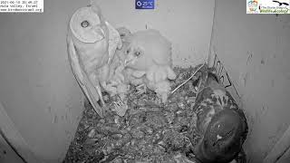 Must watch the dramatic ending.Wild pigeon lays egg in active barn owl next to 7barn owl nestlings.
