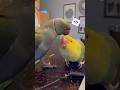 Tink makes a noise! 😱 #talkingbird #talkingparrot #cuteanimals #parrot #kisses