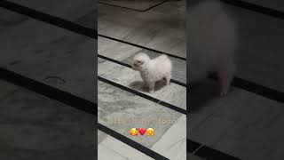 Thaaye thaaye 🥰#tamil #homepet #doglover #shortvideo #cute #love #yutubeshorts