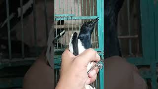 #shots #pasarburungpramuka harga burung Kacer ORI Kalimantan kios langgeng jaya