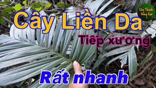 Cây Liền Da, Liền Xương Gặp ở đâu Lấy Luôn Ở Đó | CTVC