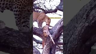 চিতাবাঘ চিতাকে মেরে খাচ্ছে || Leopard 🐆🐆🐅🐅🐅#shorts#wildlife #animals