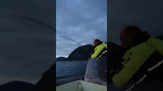 Norwegen/Trandal *Livebiss* Speed Pilken auf  Seelachs Köhler