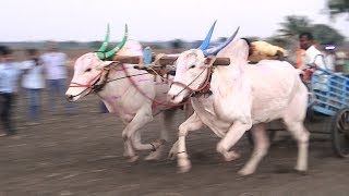 Madikoppa bulls | Second winner in Kundagola maidan