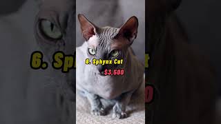 Top 10 Most Expensive Cats in the World Ashera Cat
