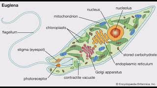 Euglena diagram, what is euglena