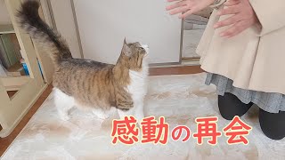 家族と再会した猫の愛情表現に涙がでました【保護猫】