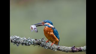 Landscape \u0026 Nature Photography. Photographing Kingfishers