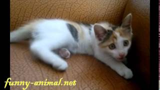 Super naughty kitten playing, cute 这淘气小猫咪是要毁掉沙发啊