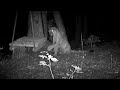 mountain lion plays with swing