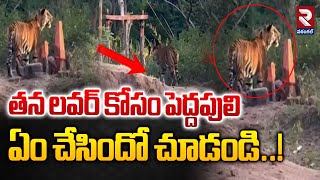 తన లవర్ కోసం పెద్దపులి ఏం చేసిందో చూడండి..! | Adilabad Tiger Love Story | Viral Video | RTV