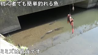 誰でも簡単に釣れる魚