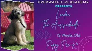 London | 12 Wk Aussiedoodle | Puppy Pre-K9 | OverWatch K9 Academy