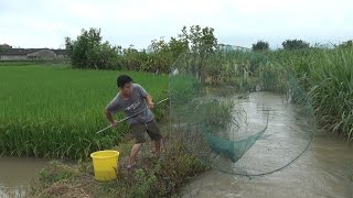 一场暴雨水沟里全是鱼，小伙扛着大抄网跑来拦截，收获满满太爽了