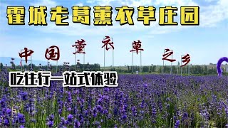 霍城老葛薰衣草庄园，吃住行一站式体验【晨阳在旅途】