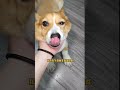 我才不是妈宝狗呢！ cutedog dog funny pet puppy