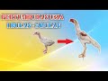 Inilah pertumbuhan usia ayam dari umur 1 sampai 5 bulan