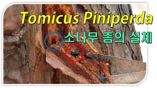 [소나무 좀벌레] 좀벌레의 실체!! 좀말 이러기야??? / The realities of the Tomicus Piniperda