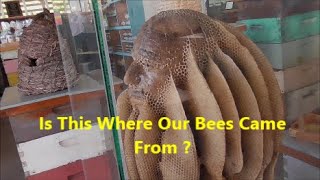 Is This Where Our Bees Came From ?? Hawaii Jan.  20th, 2025