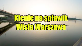 Klenie na spławik. Wisła Warszawa