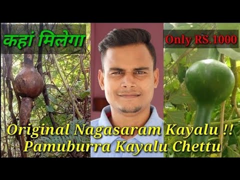 What is the uses of pungi KAYI tree?