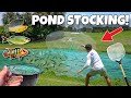 Netting HUNDREDS Of FISH For My POND!!