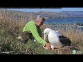 royal albatross~morning weigh u0026 check with ranger sharyn~9 52 am 2023 01 29