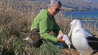 Royal Albatross~Morning weigh \u0026 check with Ranger Sharyn~9:52 am 2023/01/29