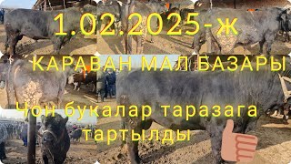 1.02.2025-ж  КАРАВАН МАЛ БАЗАРЫ ЭРКЕК ТОРПОКТОР ЖАНА БУКАЛАРДЫН БАЗАР БААЛАРЫ