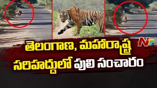 తెలంగాణ, మహారాష్ట్ర సరిహద్దులో పులి సంచారం.. | Ntv