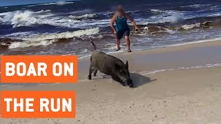 Wild Boar Attacks Tourists On Beach | On The Run